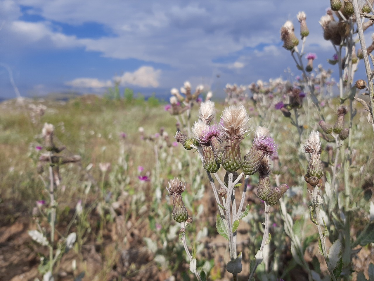 Cirsium arvense
