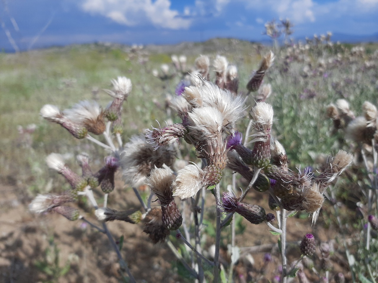 Cirsium arvense