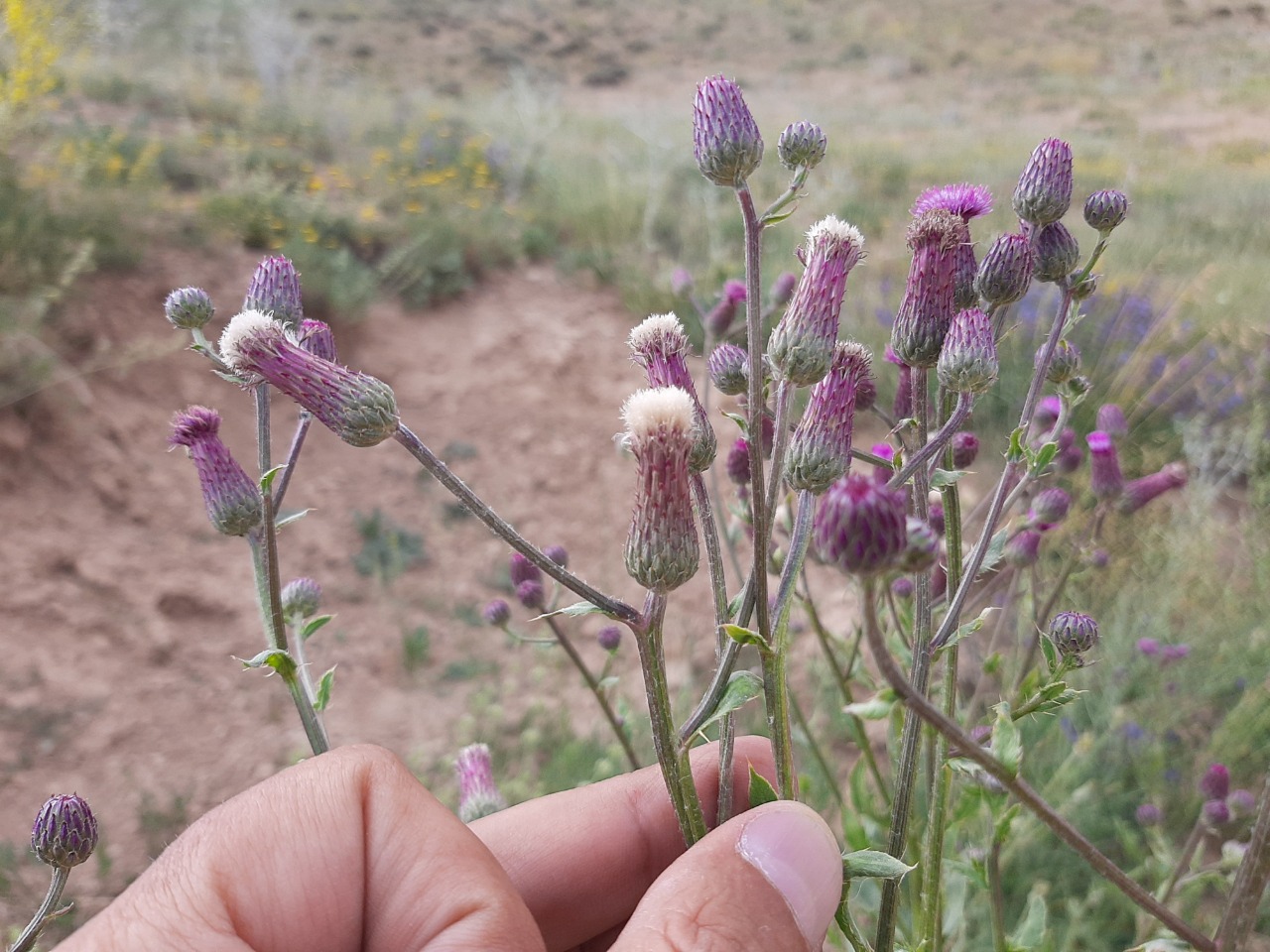 Cirsium arvense