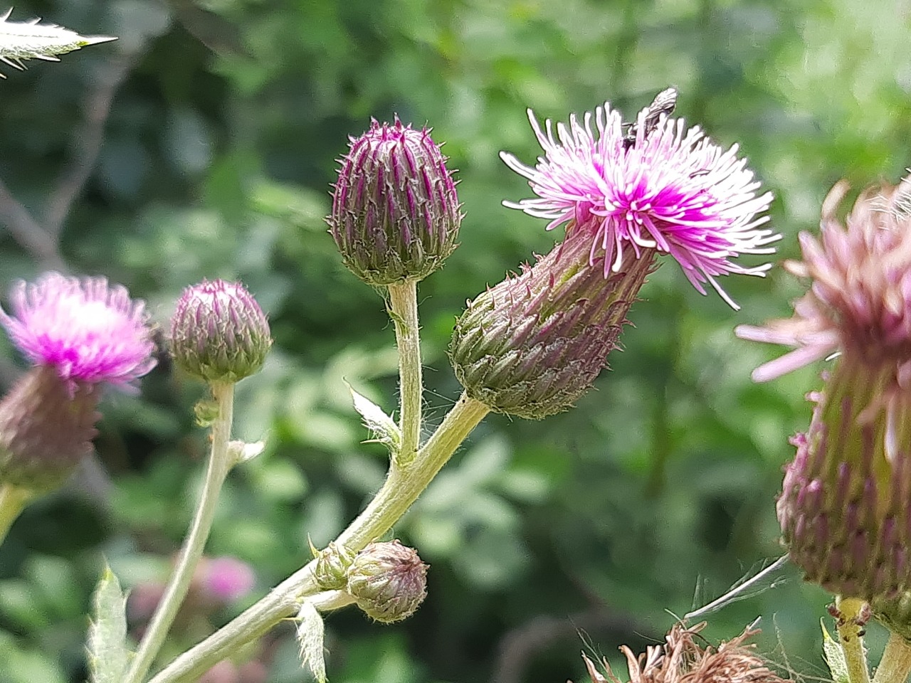Cirsium arvense