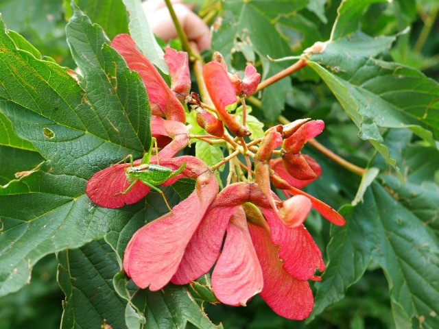 Acer heldreichii