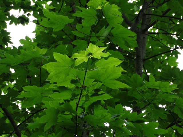 Acer heldreichii