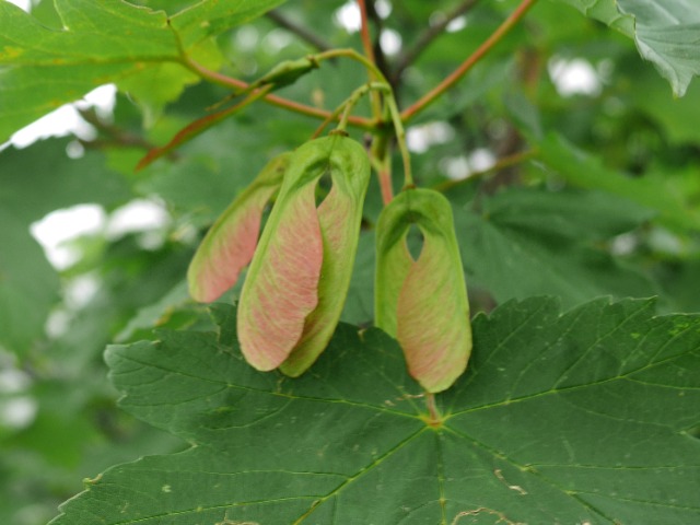 Acer heldreichii