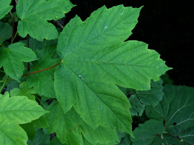 Acer heldreichii