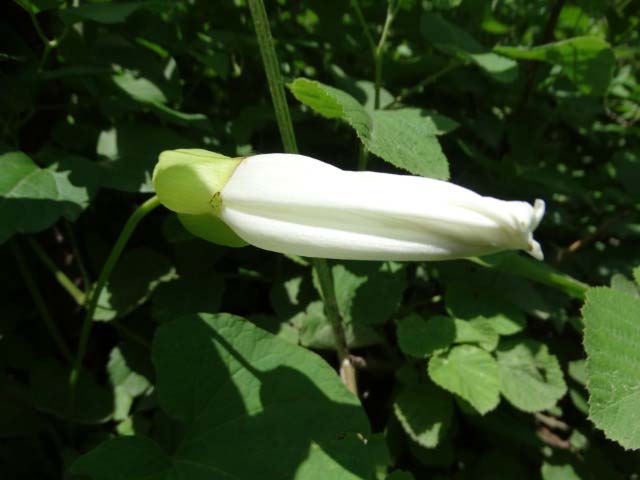 Calystegia silvatica