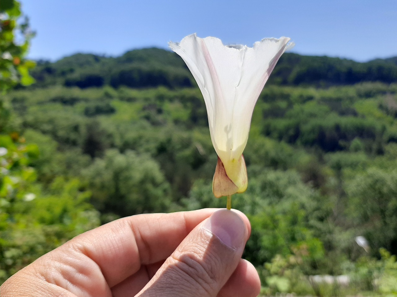 Calystegia silvatica