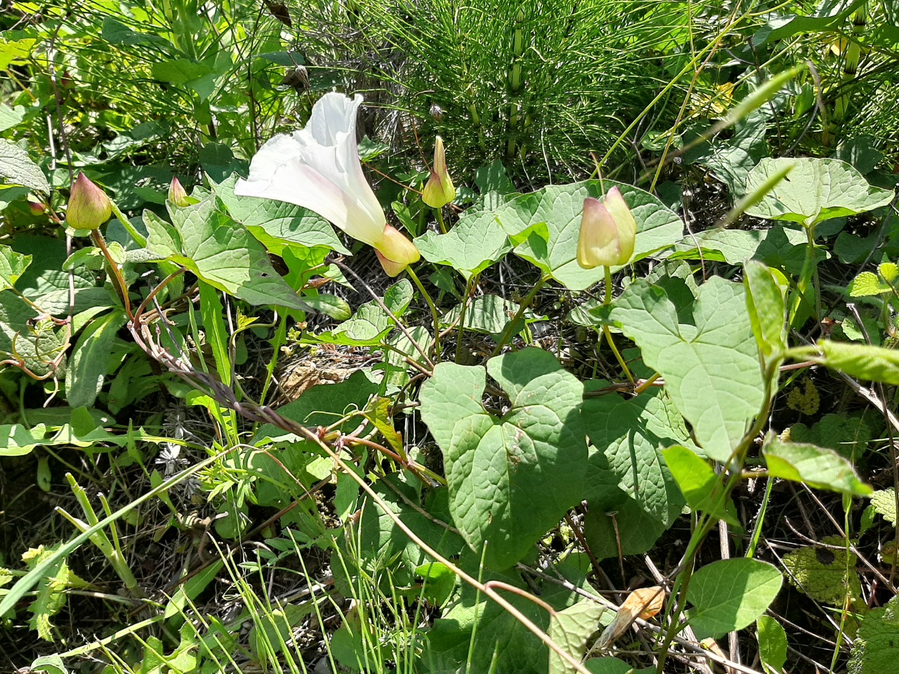 Calystegia silvatica