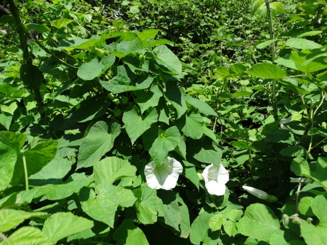 Calystegia silvatica