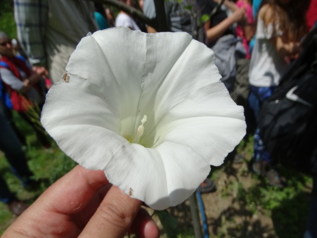 Calystegia silvatica