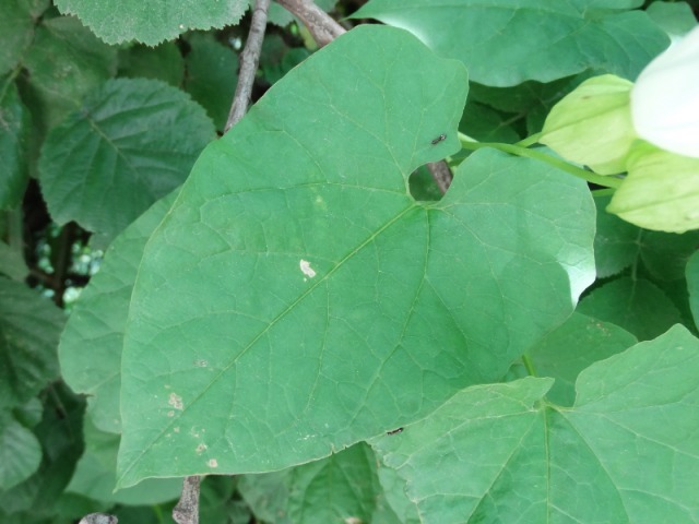 Calystegia silvatica