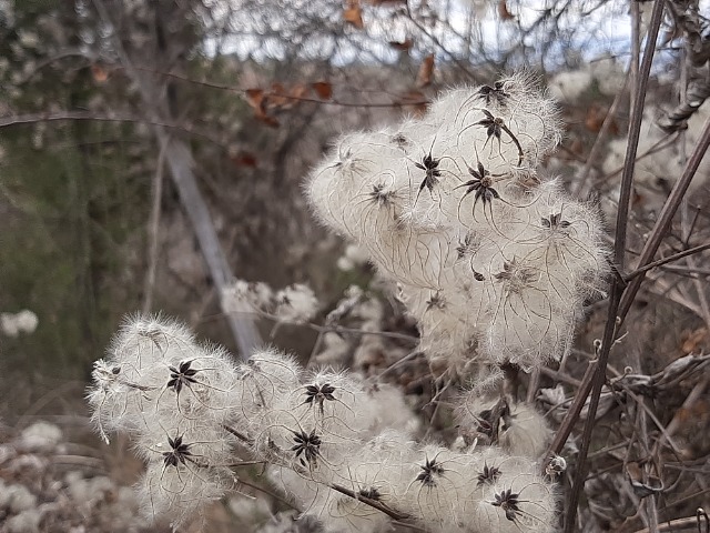 Clematis vitalba