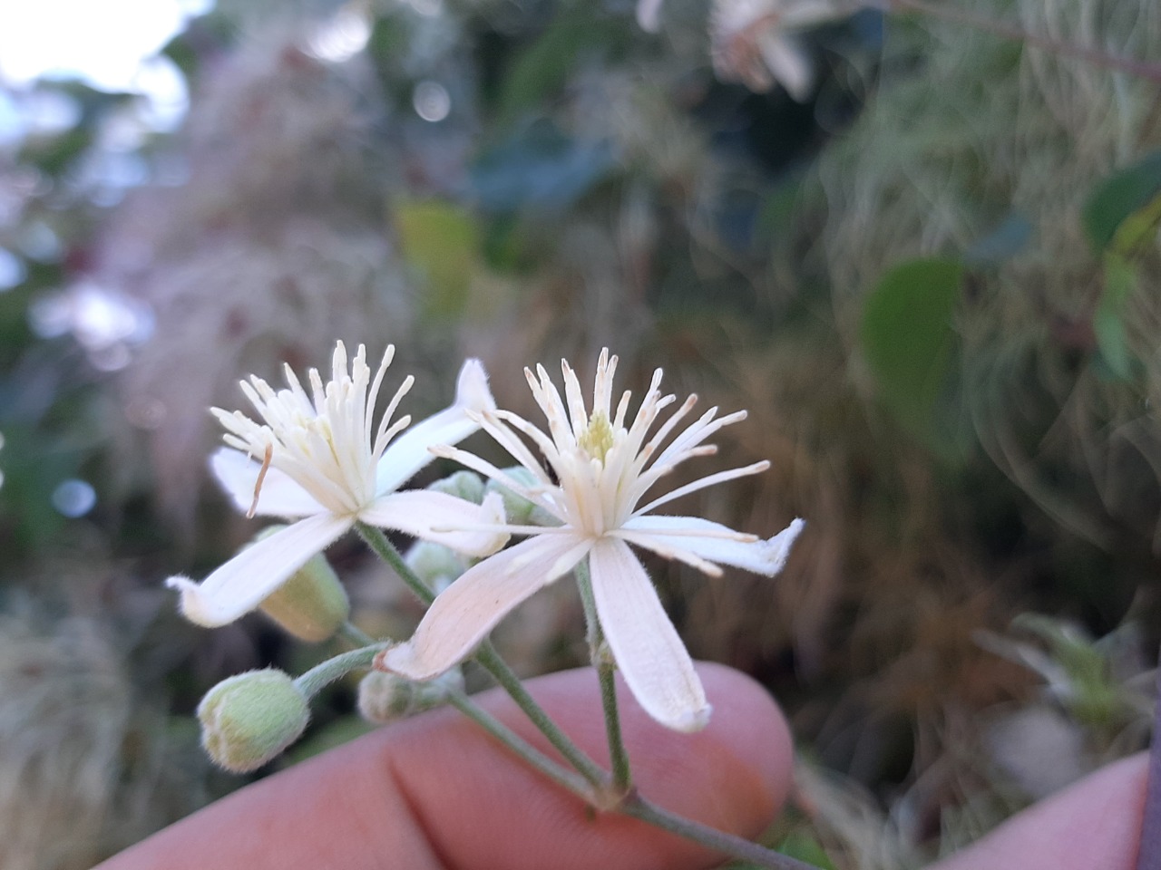 Clematis vitalba