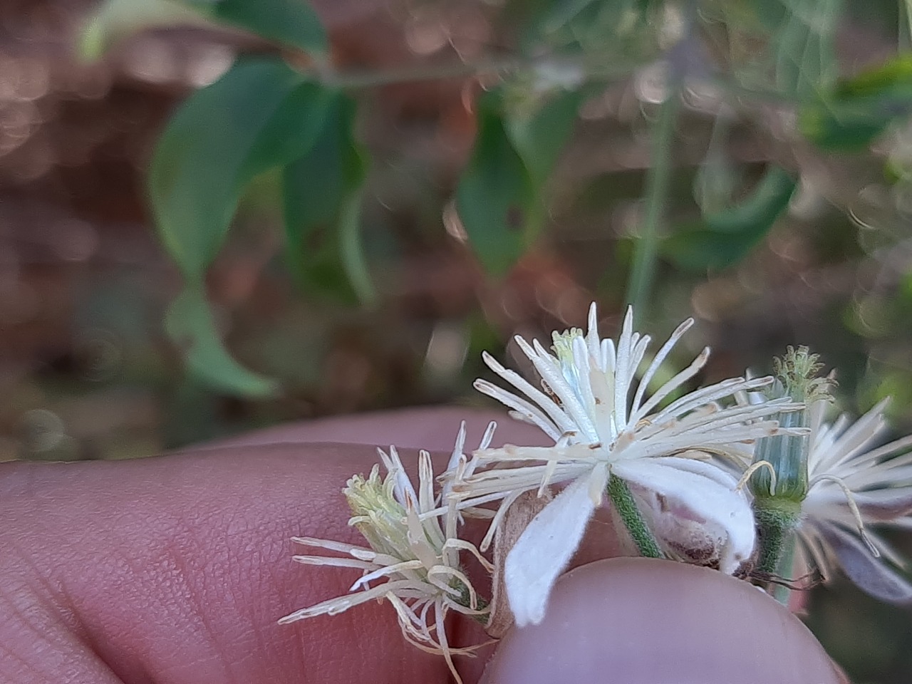 Clematis vitalba