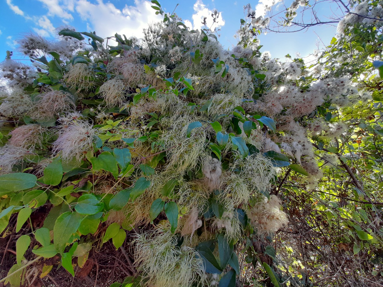 Clematis vitalba