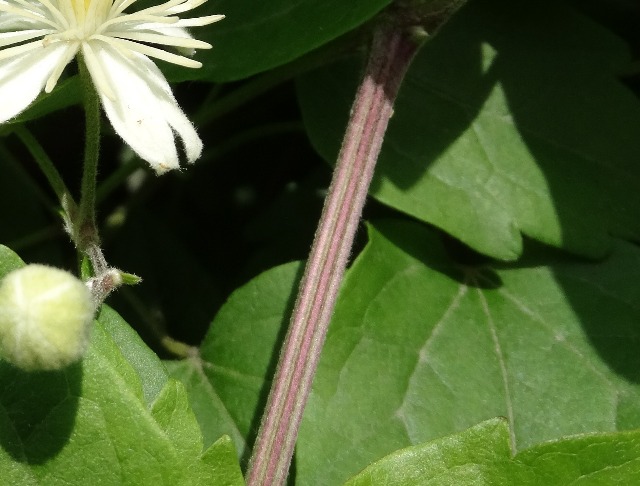 Clematis vitalba