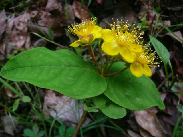 Hypericum androsaemum