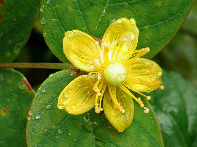 Hypericum androsaemum