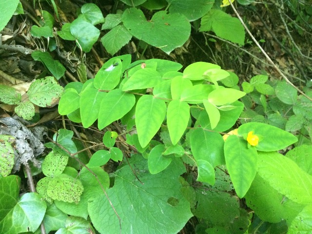 Hypericum androsaemum