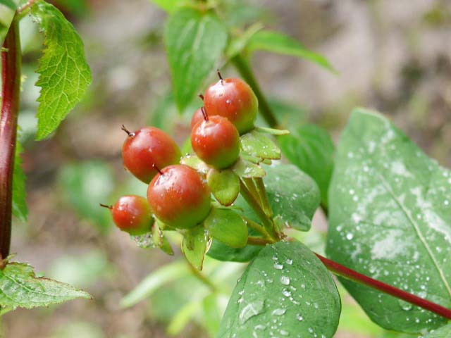 Hypericum androsaemum