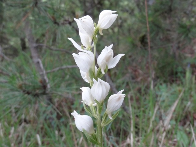 Cephalanthera epipactoides