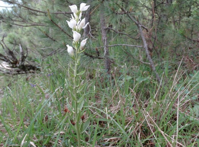 Cephalanthera epipactoides