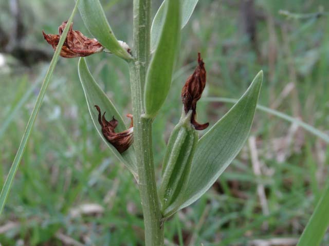 Cephalanthera epipactoides