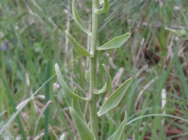 Cephalanthera epipactoides