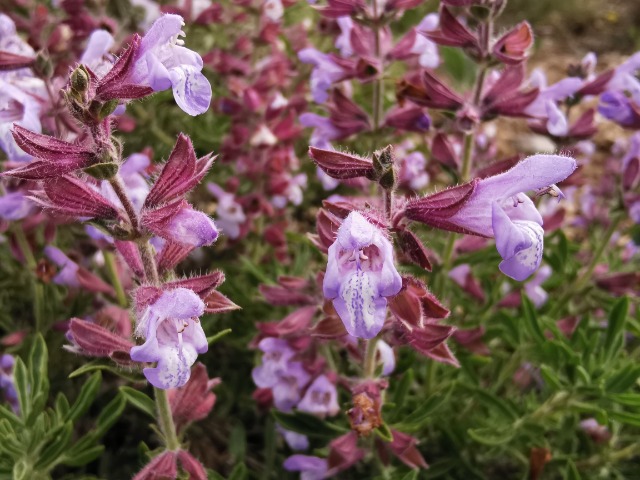 Salvia wiedemannii