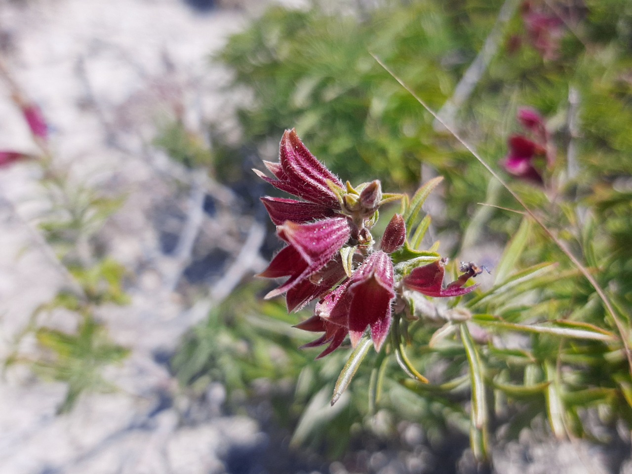 Salvia wiedemannii