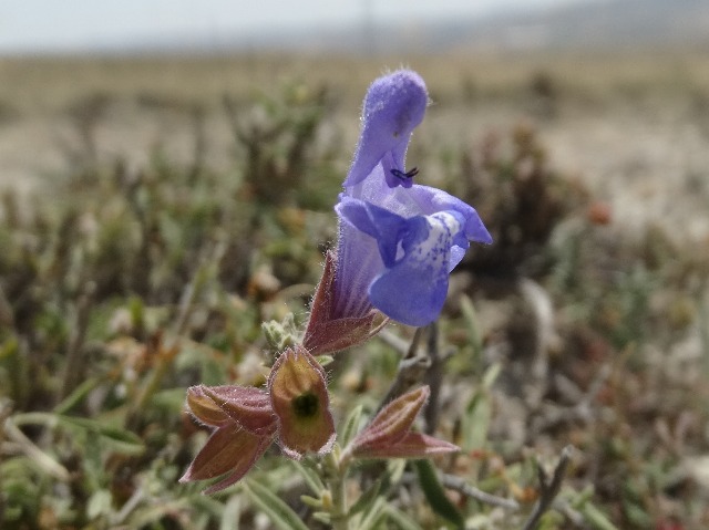 Salvia wiedemannii