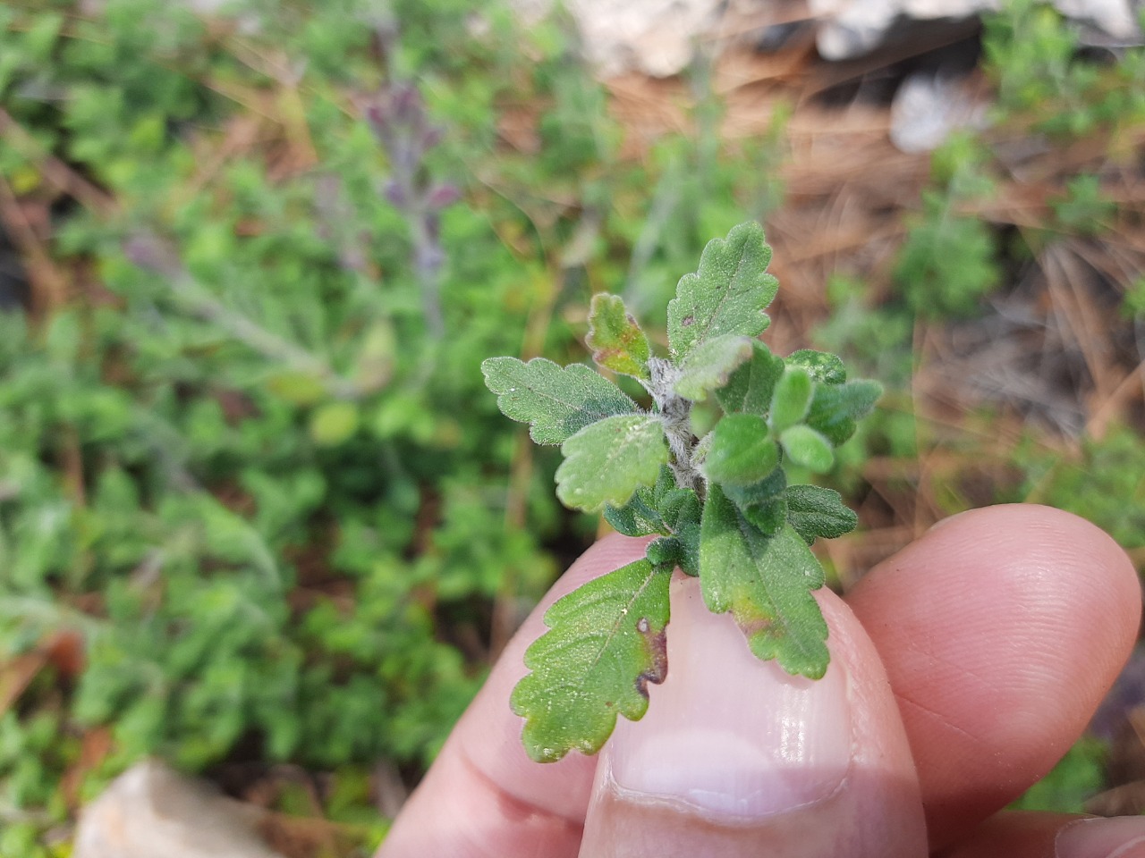 Teucrium chamaedrys