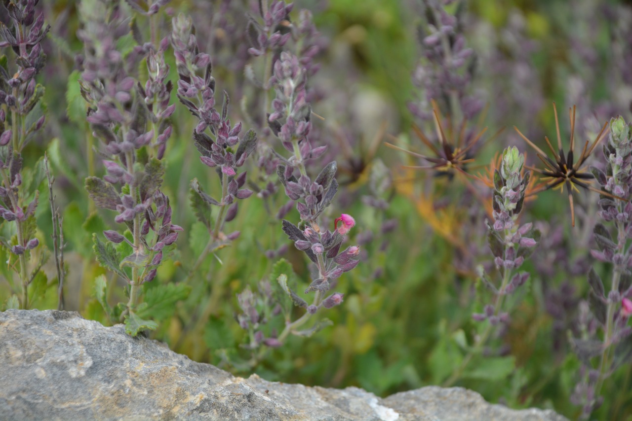 Teucrium chamaedrys