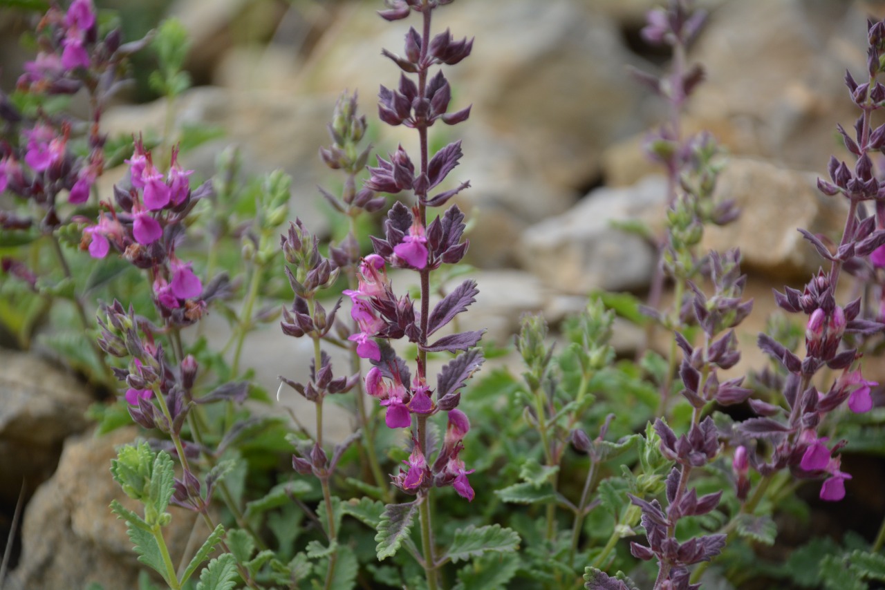 Teucrium chamaedrys