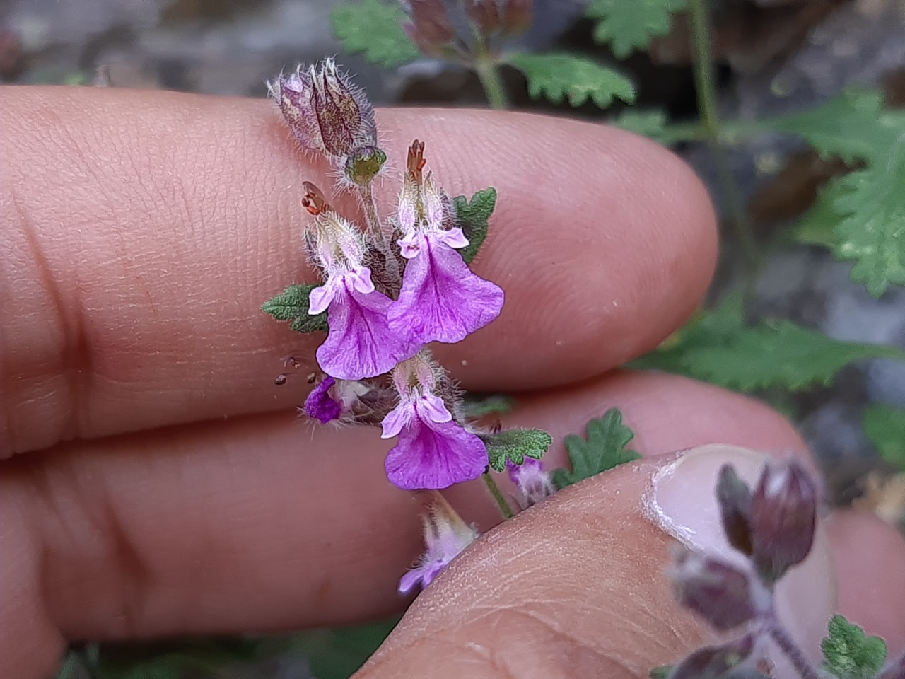 Teucrium chamaedrys