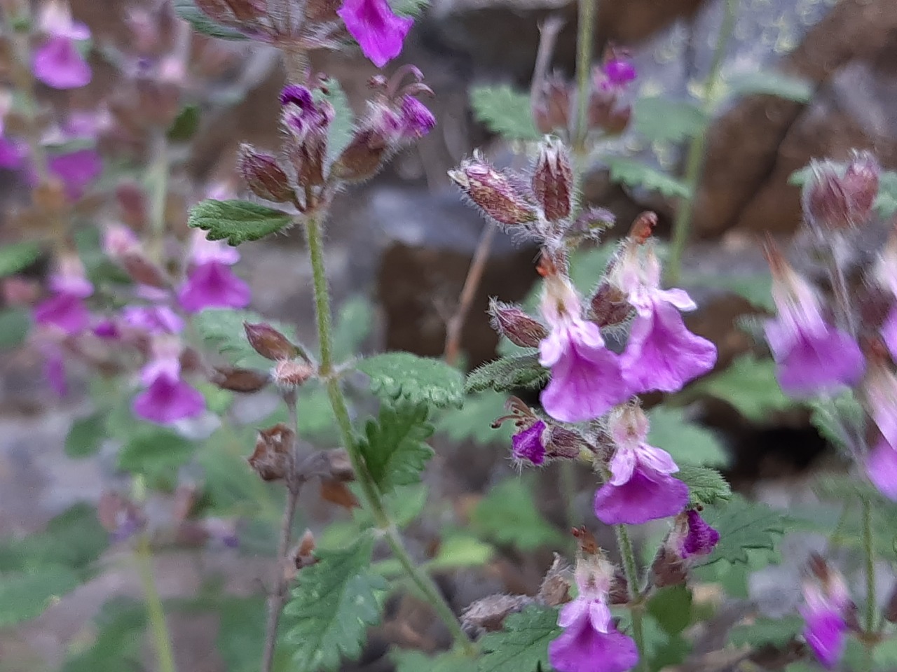 Teucrium chamaedrys