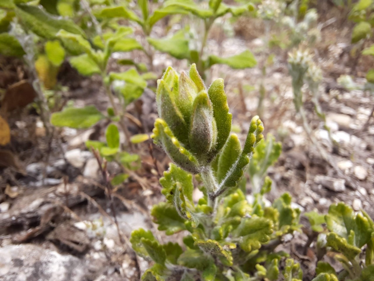 Teucrium chamaedrys