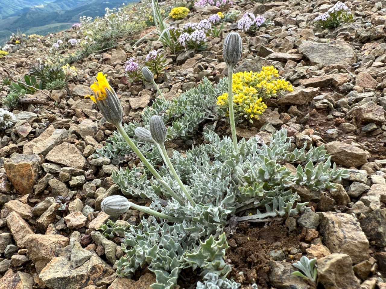 Crepis willdenowii