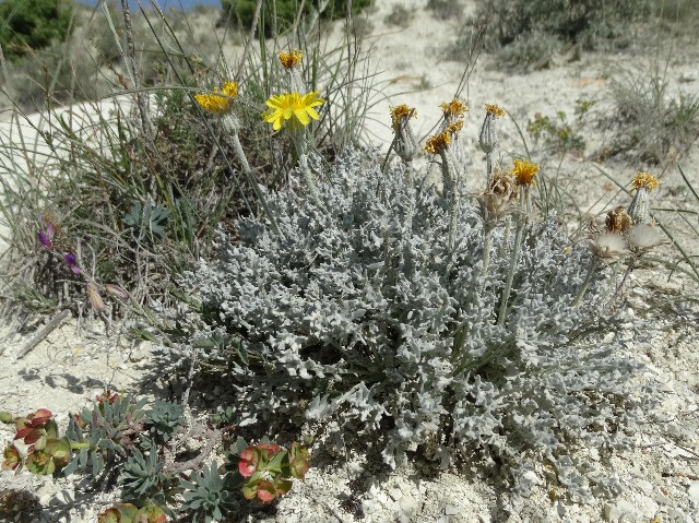 Crepis willdenowii