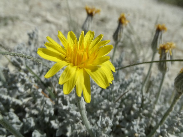 Crepis willdenowii