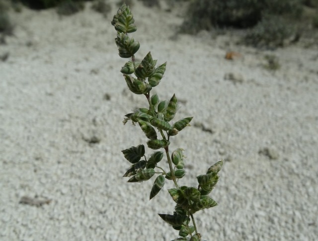 Briza humilis