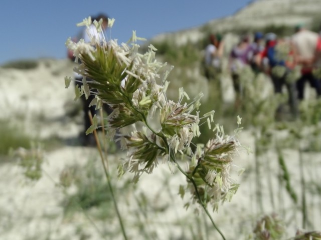 Dactylis glomerata