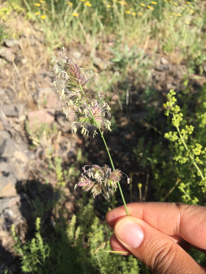 Dactylis glomerata