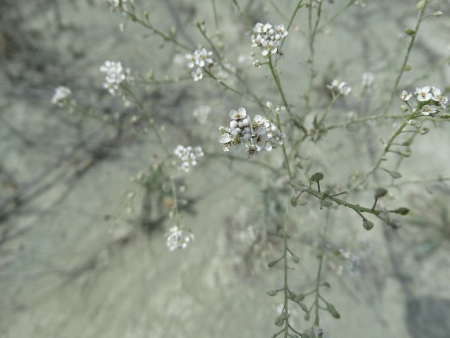 Lepidium ruderale