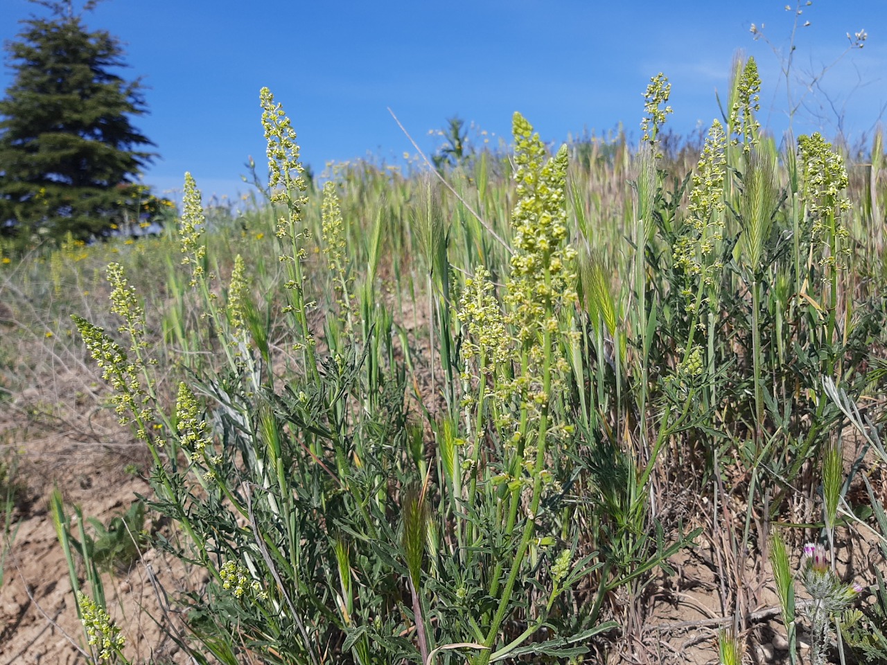 Reseda lutea