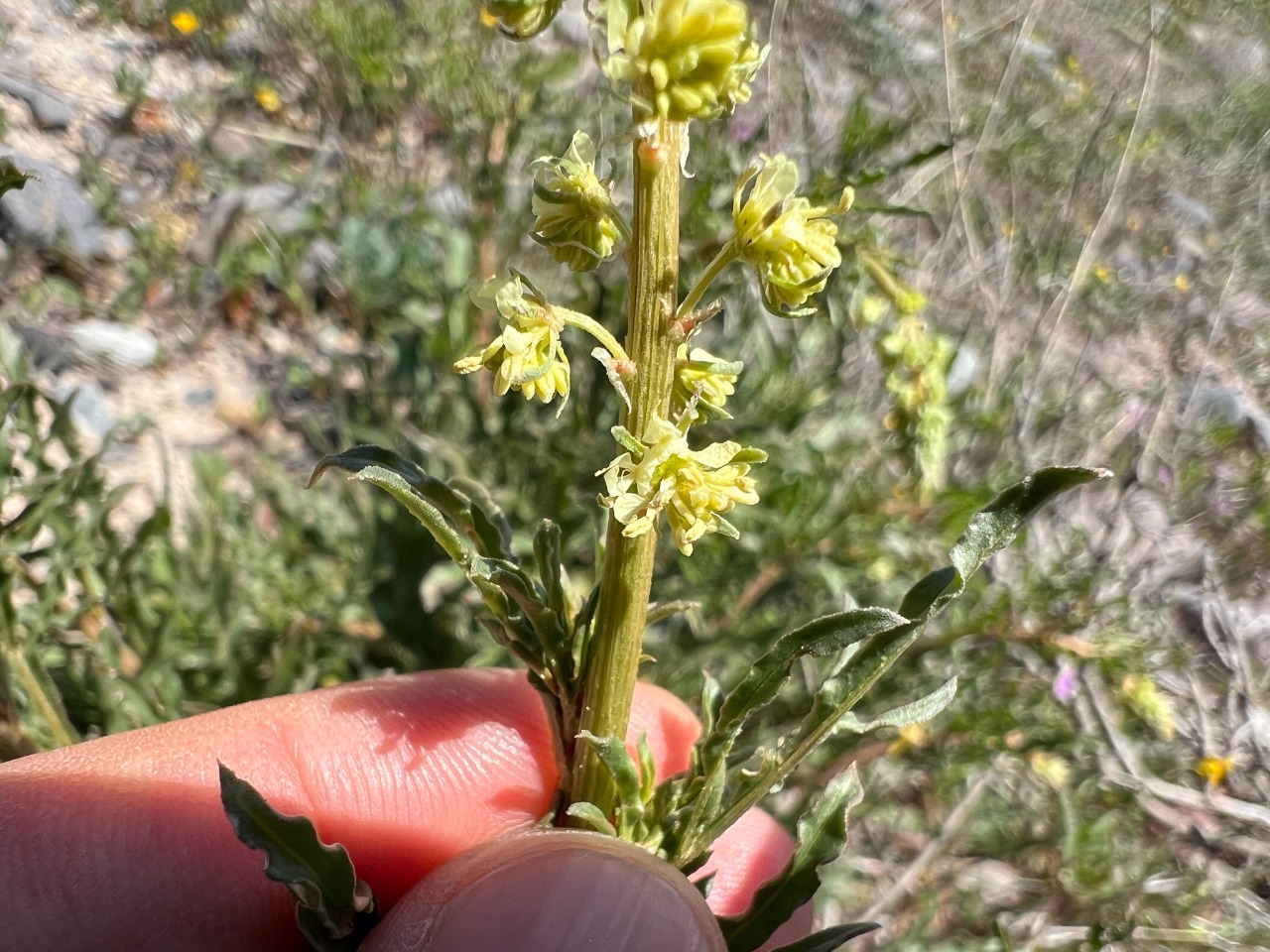 Reseda lutea