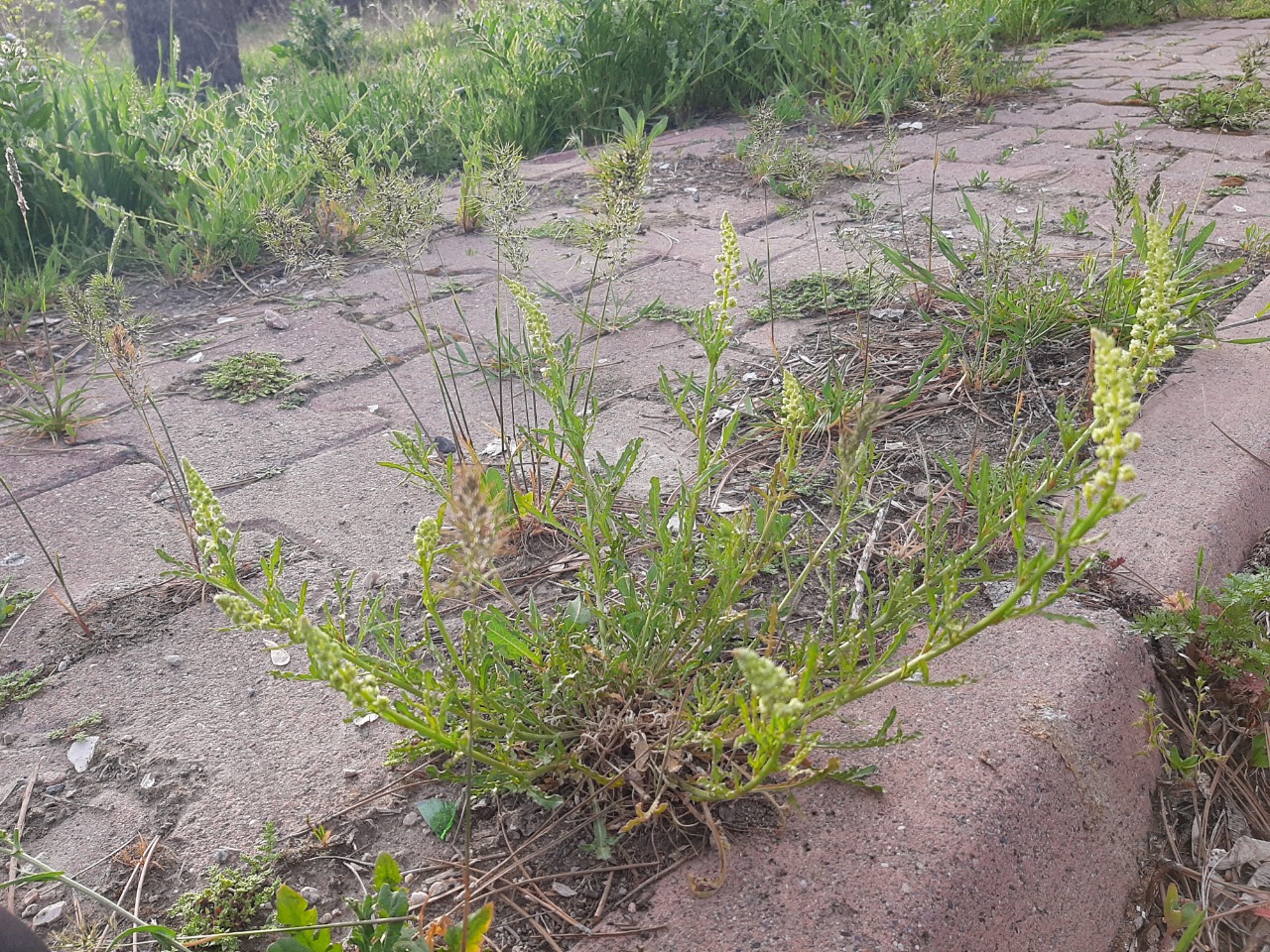 Reseda lutea