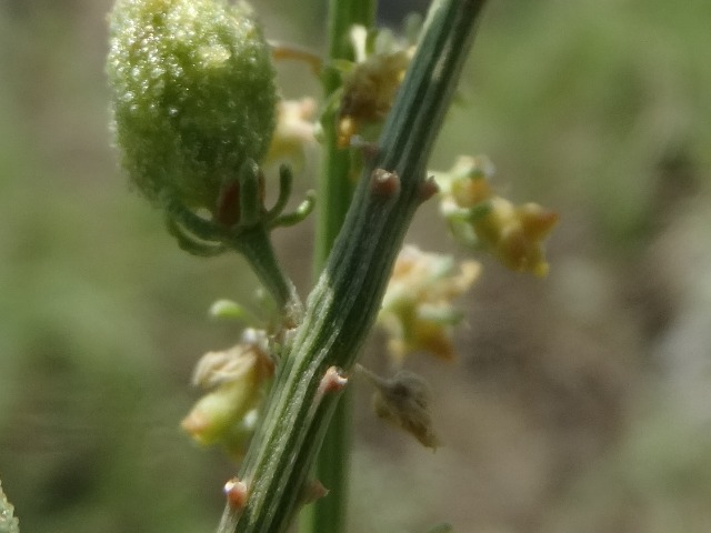Reseda lutea
