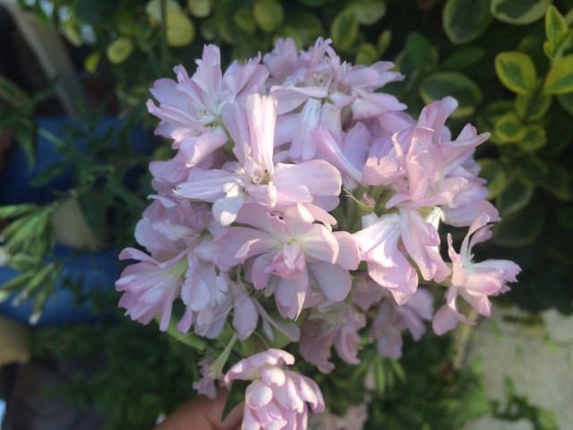 Saponaria officinalis