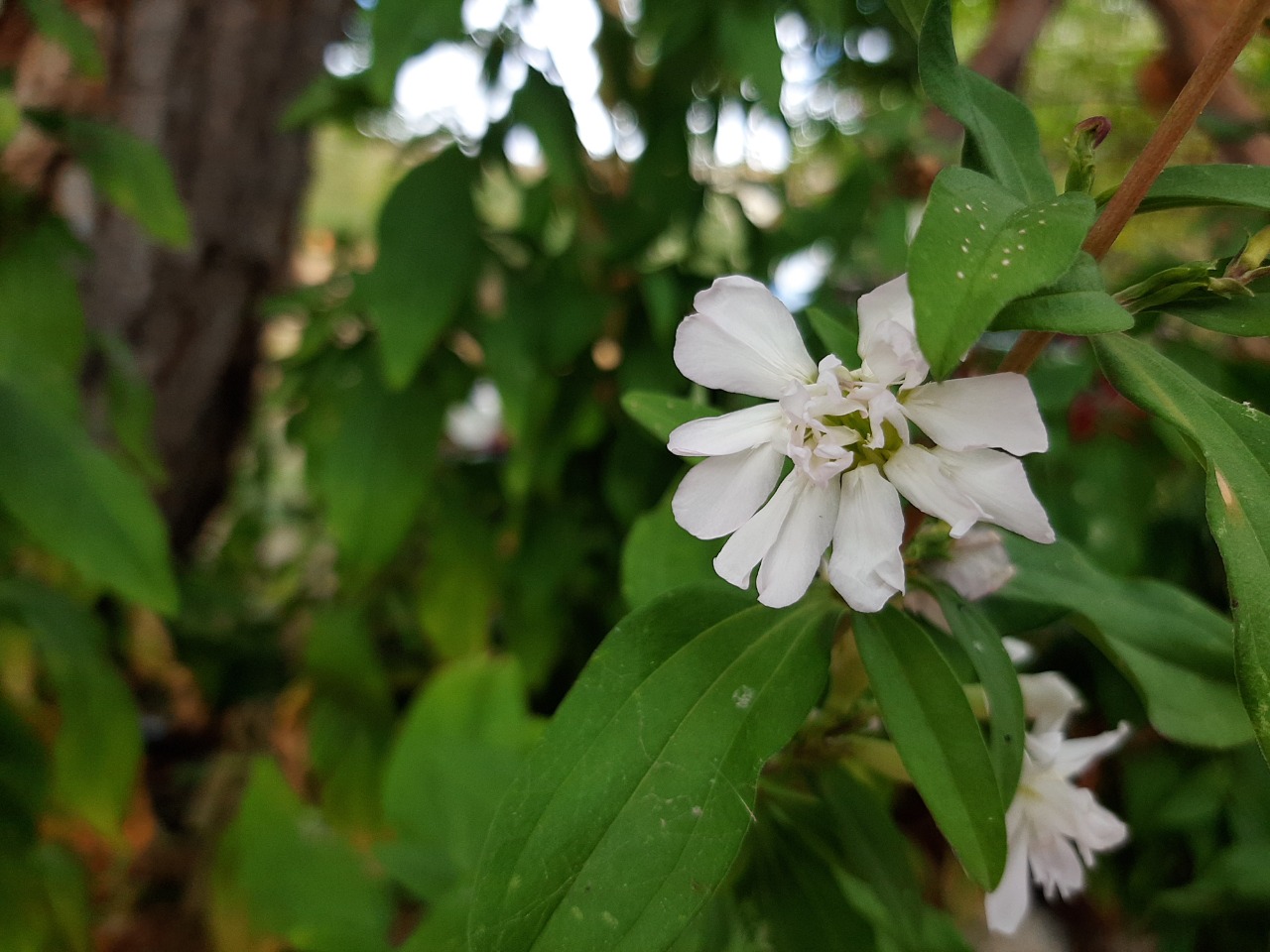 Saponaria officinalis