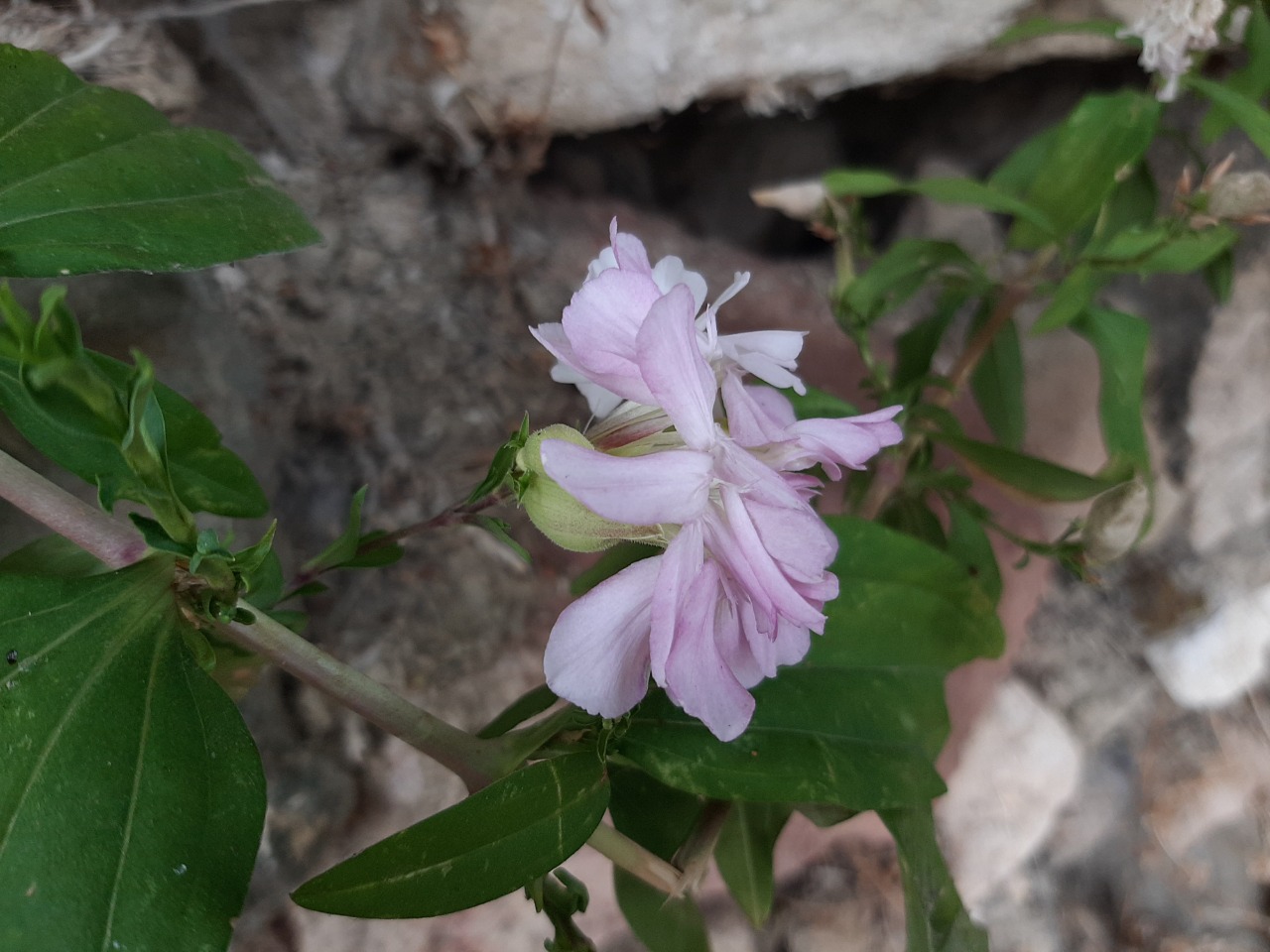Saponaria officinalis